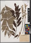 Foto von Salix caprea L. x Salix viminalis L.